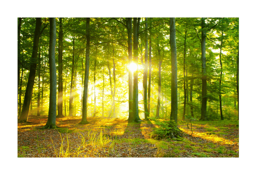 Sonnenlicht in einer Waldlichtung - Symbol für mehr Klarheit